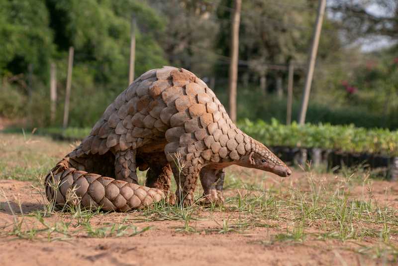 Pangolin | Shutterstock