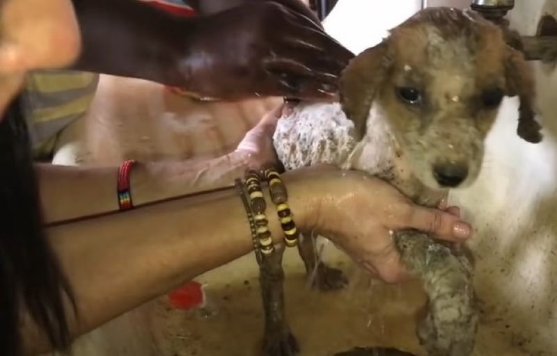 They Gave Him a Bath (Probably His First Ever) | Youtube.com/Their Turn