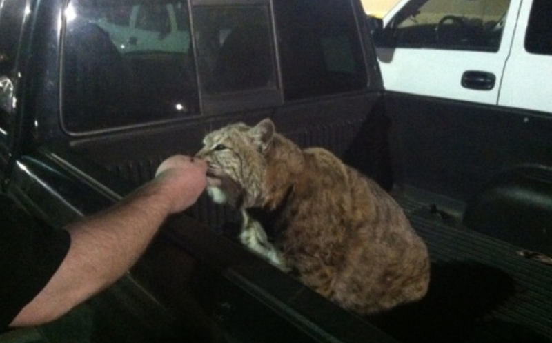 Bobcat Time | Imgur.com/Y4WBG