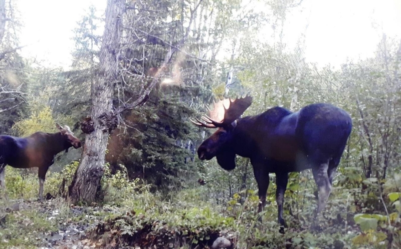 Moose-ing Around | Reddit.com/squirrelandblue