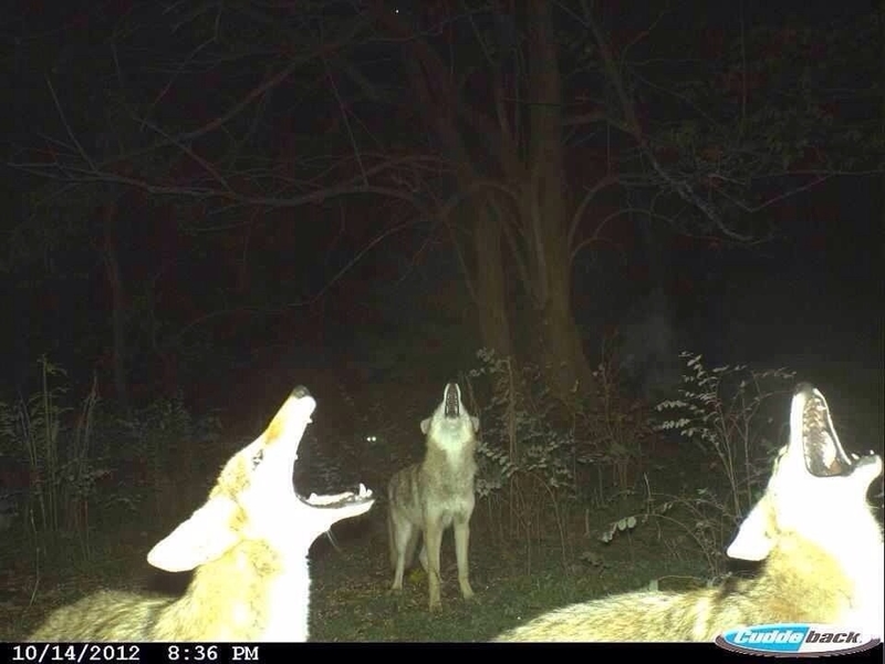 Howling | Imgur.com/RiIrjQV