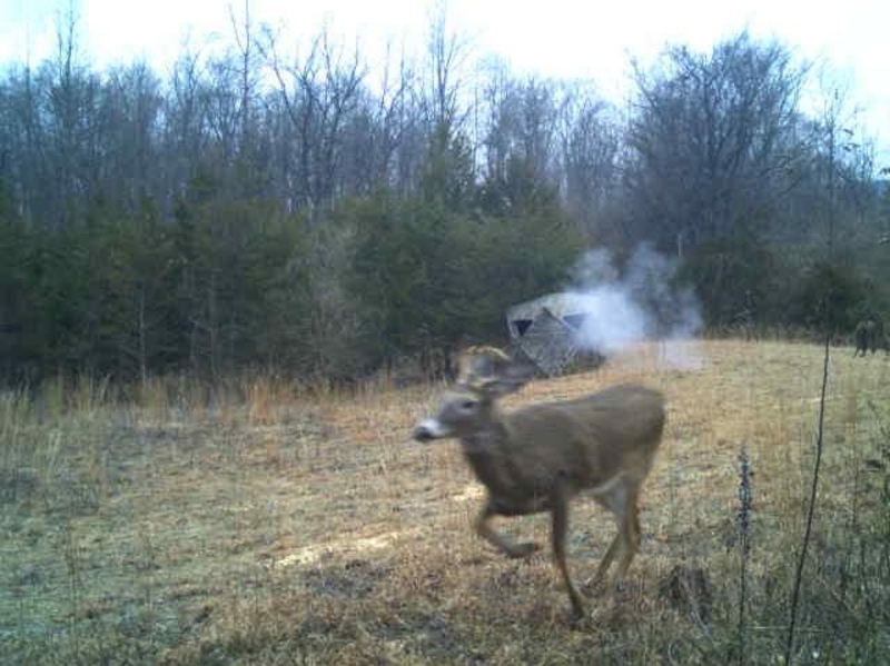 Deer Running | Reddit.com/BronzeRippa