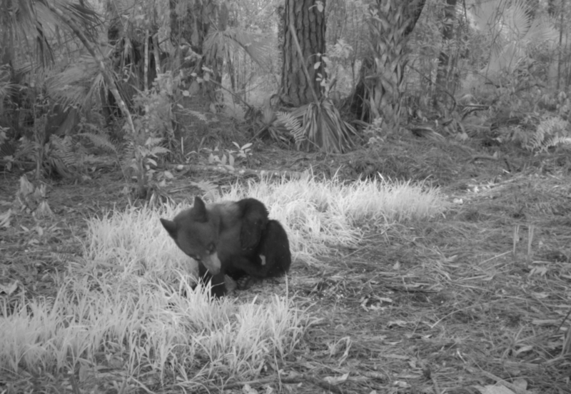 Baby Bear | Flickr Photo by Florida Fish and Wildlife