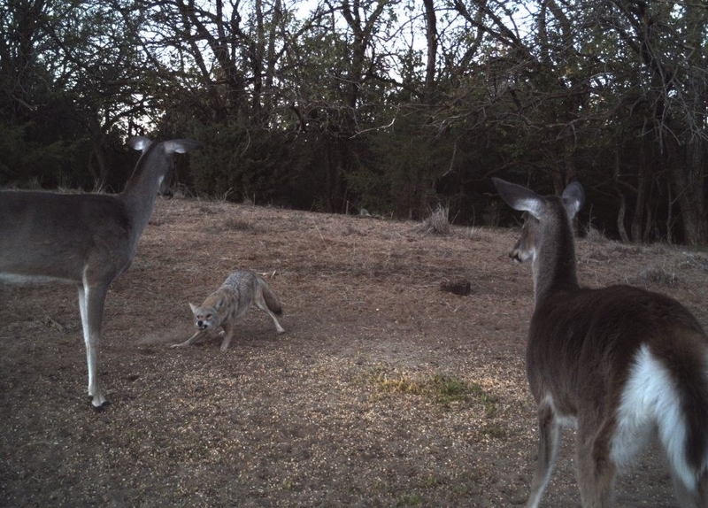 Coyote Deer Stand-off | Imgur.com/Taintertots