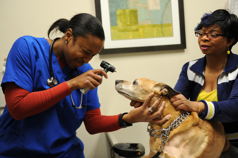 Veterinarian Researcher | Alamy Stock Photo by Senior Airman Brittany E. N. Murphy/AB Forces News Collection