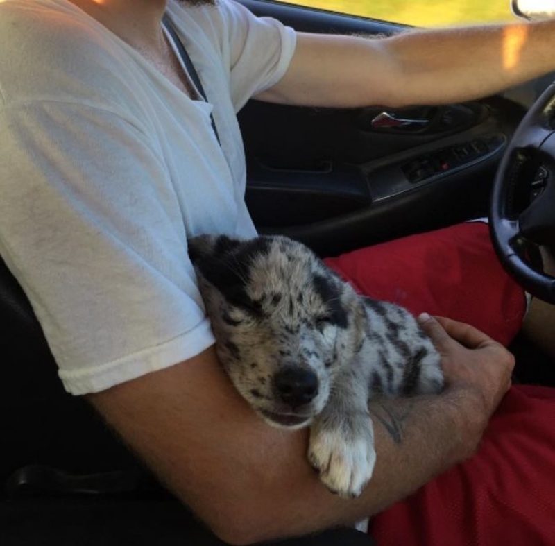 Asleep on Dad’s Lap | Instagram/@lunatheborderaussie