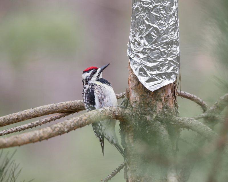 Keep Animals Away From Tree Barks | Alamy Stock Photo