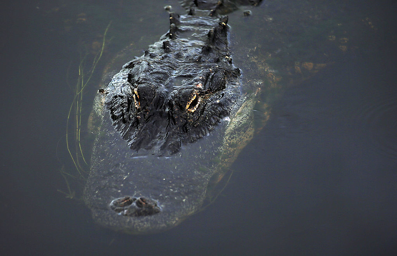 Everglades National Park, Florida | Getty Images Photo by Joe Raedle