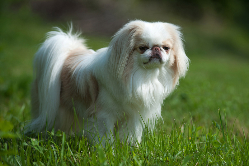 Japanese Spaniel | Shutterstock Photo by KaliAntye