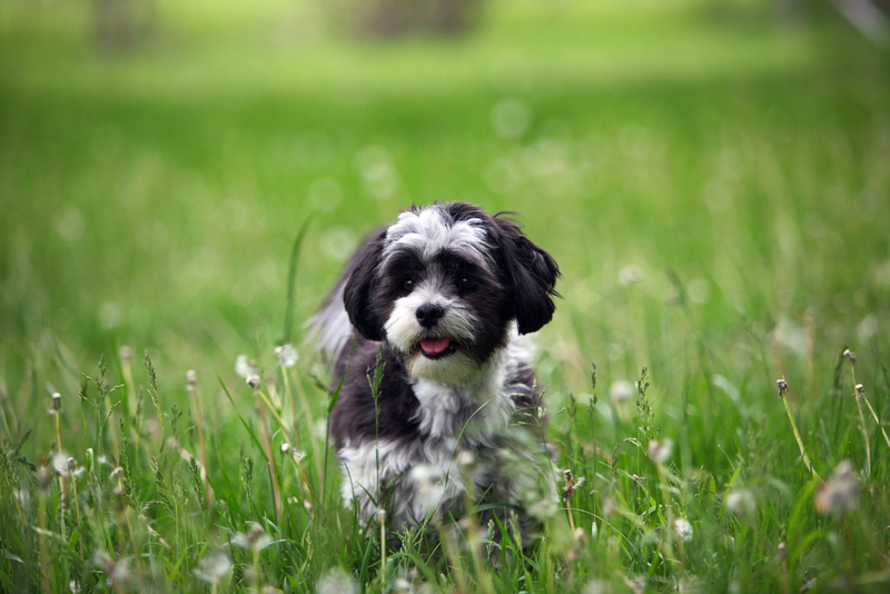 The Maltese Shih Tzu | Shutterstock Photo by Tim Belyk