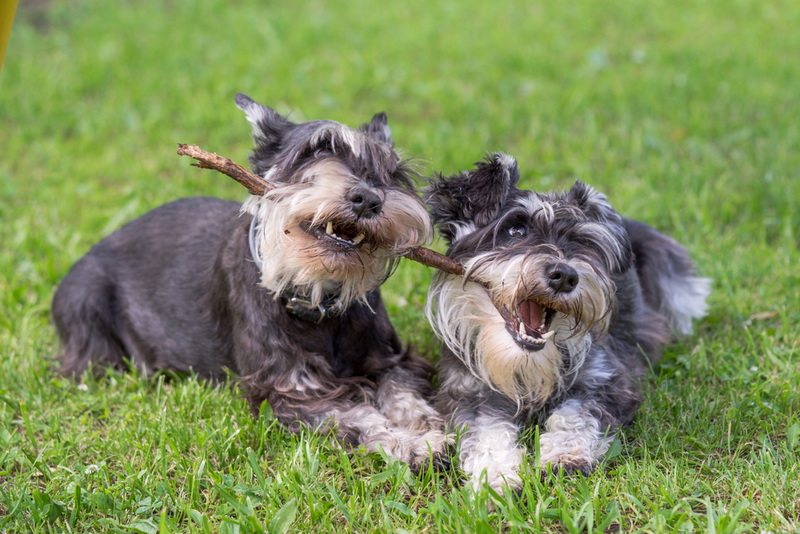 Miniature Schnauzer | Shutterstock Photo by Elena11