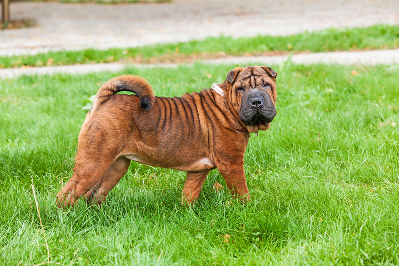 Chinese Shar-Pei | Shutterstock Photo by Alexeysun