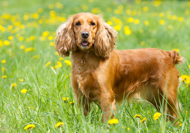 Cocker Spaniel | Shutterstock Photo by Labrador Photo Video