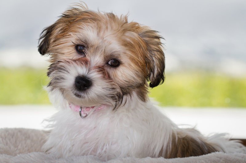 Cavachon | Shutterstock Photo by CGH Photo