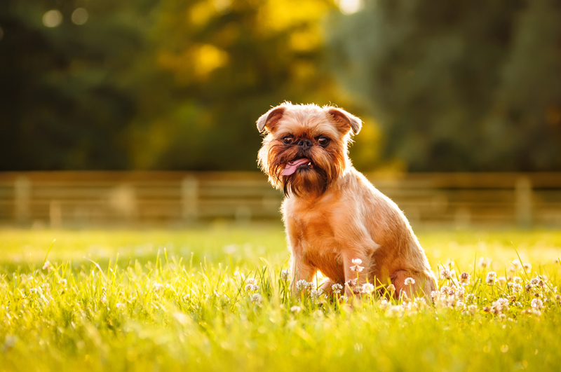 Brussels Griffon | Shutterstock Photo by Ann Tyurina