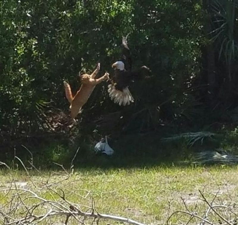 Cat Vs The Eagle | Imgur.com/ozA8VCN