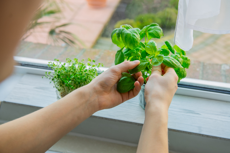 Keeping Basil Fresh is Easy | Adobe Stock Photo by okrasiuk