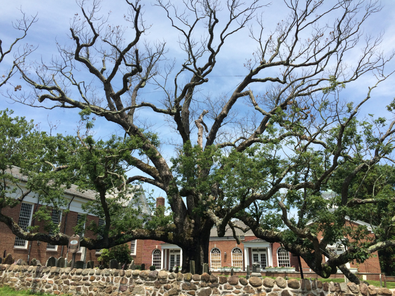 Basking Ridge Oak Tree | Getty Images Photo by LindaTancs