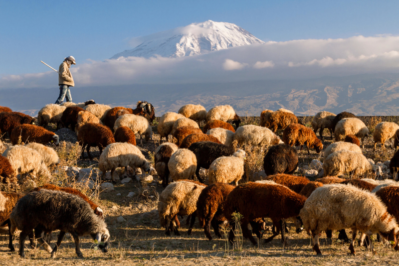 That's a Lot of Sheep? | Alamy Stock Photo