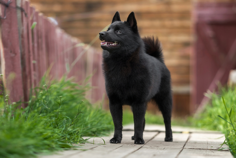 Schipperke | Shutterstock