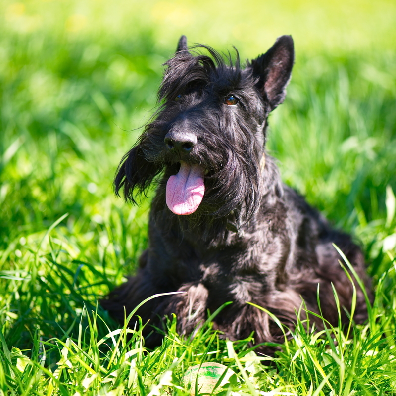 Scottish Terrier | Shutterstock