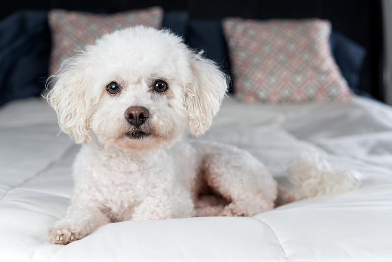 Bichon Frise | Shutterstock