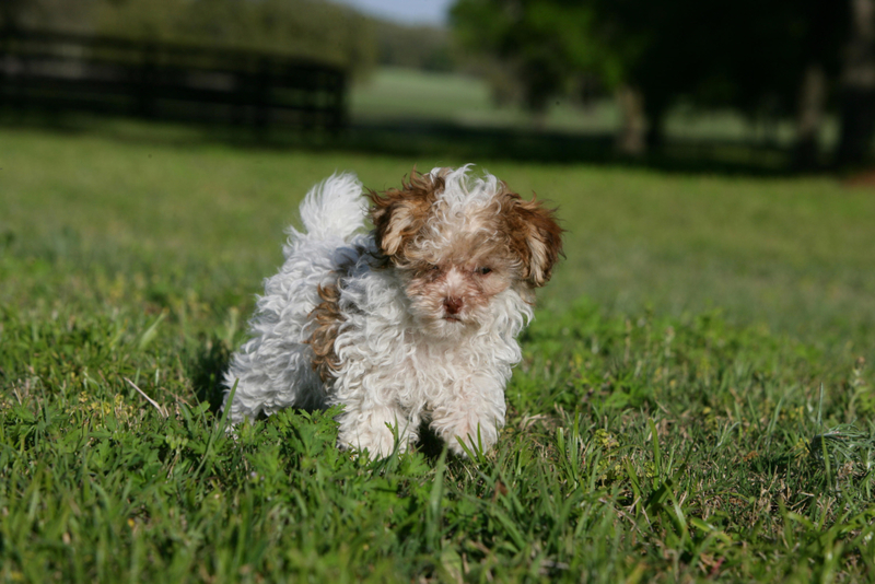 Teacup Poodle | Alamy Stock Photo