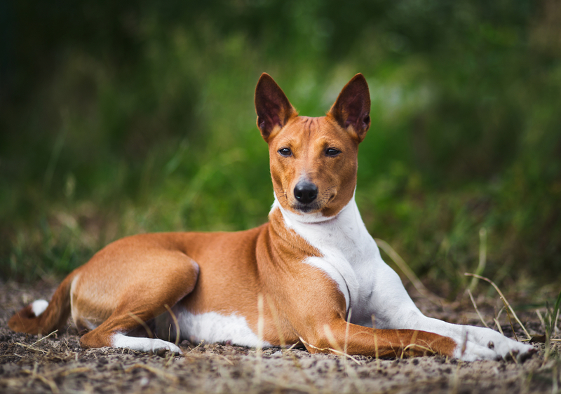 Basenji | Shutterstock