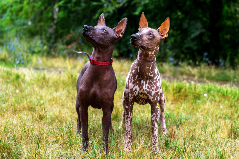 Xoloitzcuintli | Shutterstock