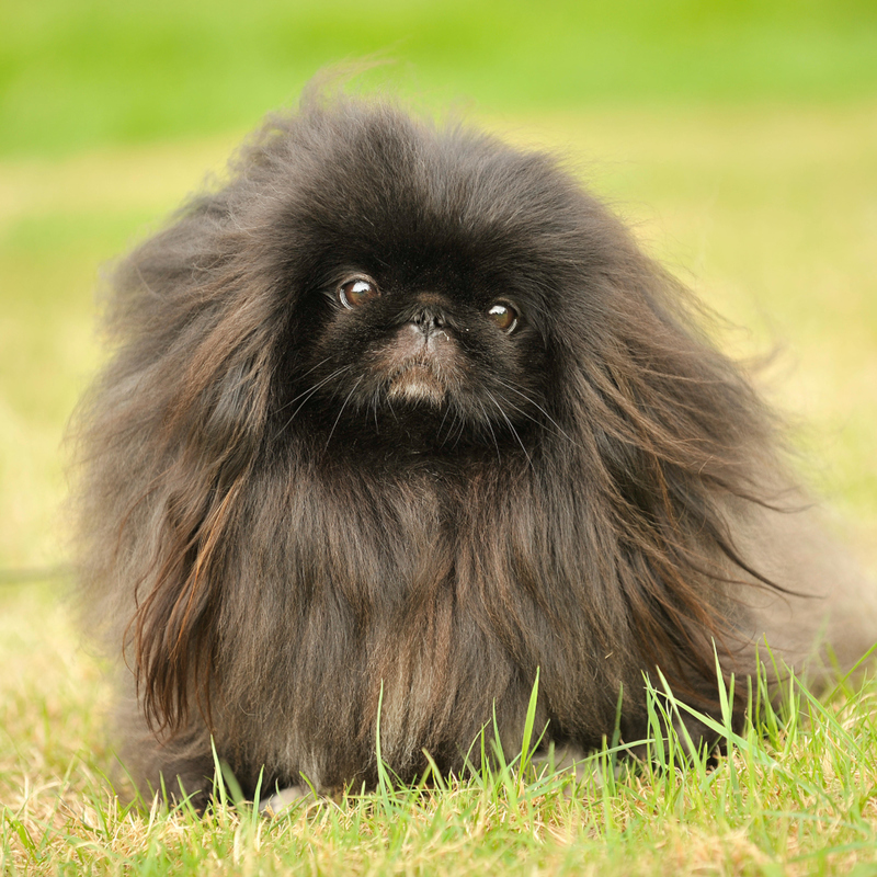 Pekingese | Alamy Stock Photo