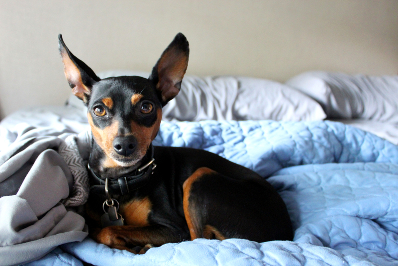 Miniature Pinscher | Shutterstock