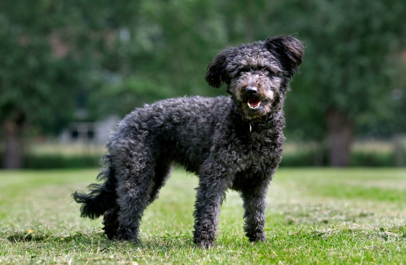 The Hungarian Pumi | Alamy Stock Photo