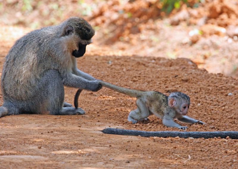 The Child Leash | Alamy Stock Photo by Gustav Gonget/G&B Images