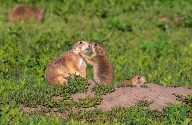 Good Morning, Baby | Alamy Stock Photo by Ivan Kuzmin