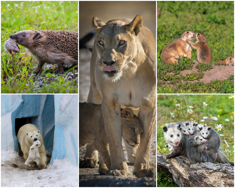 Animal Parents We Can Totally Relate To | Alamy Stock Photo by blickwinkel/S Gerth & Stephen Adams & Ivan Kuzmin & Belovodchenko Anton/Shutterstock & Evelyn D. Harrison/Shutterstock