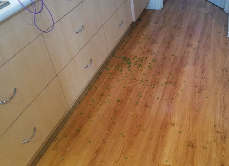 Don't Pea On The Floor | Reddit.com/Liam1112