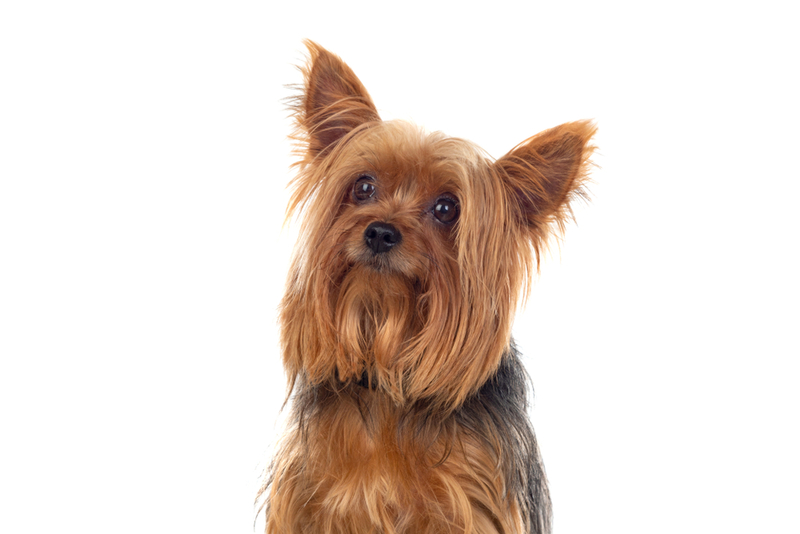 Perfect Perched Ears | Gelpi/Shutterstock