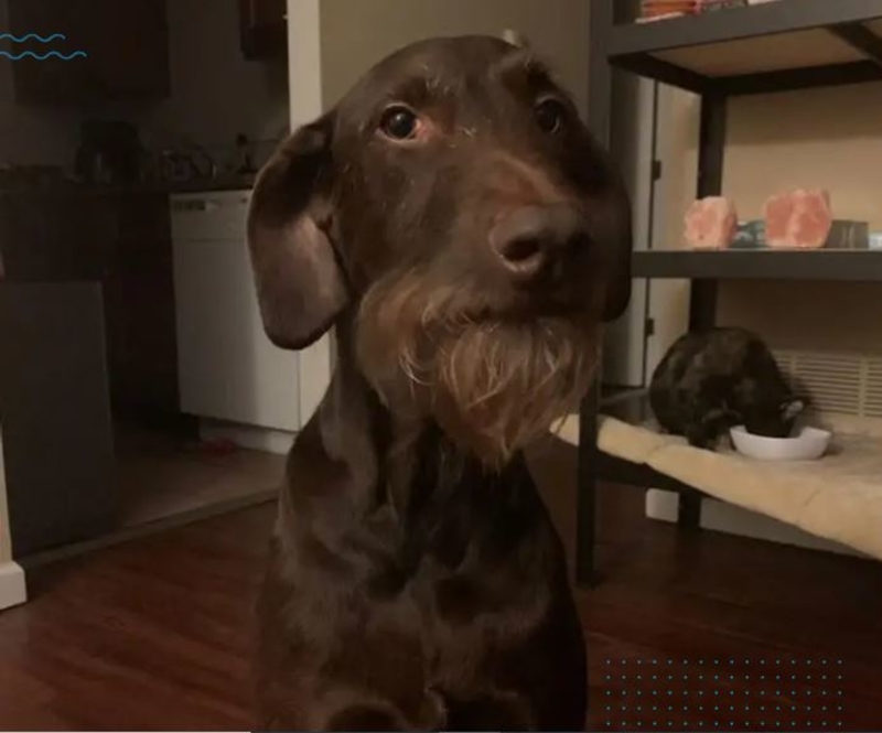 When Dogs Have Beards | Reddit.com/minikat