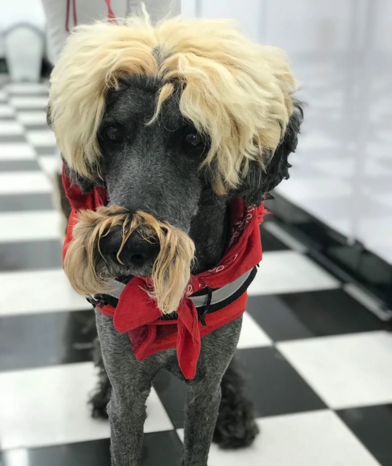 The Zoolander of Dogs | Reddit.com/nessman930