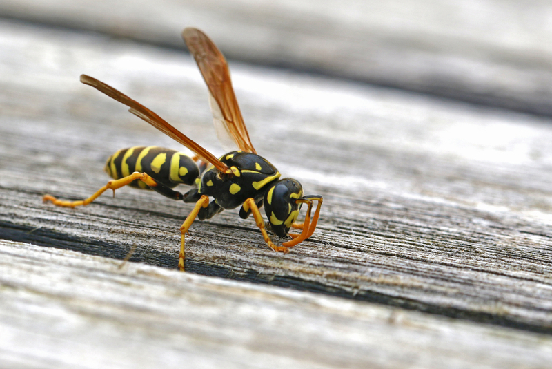 Prevent the Sting | Shutterstock