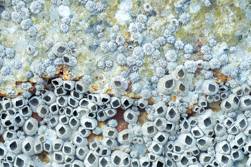 De-Barnacle Your Boat | Shutterstock