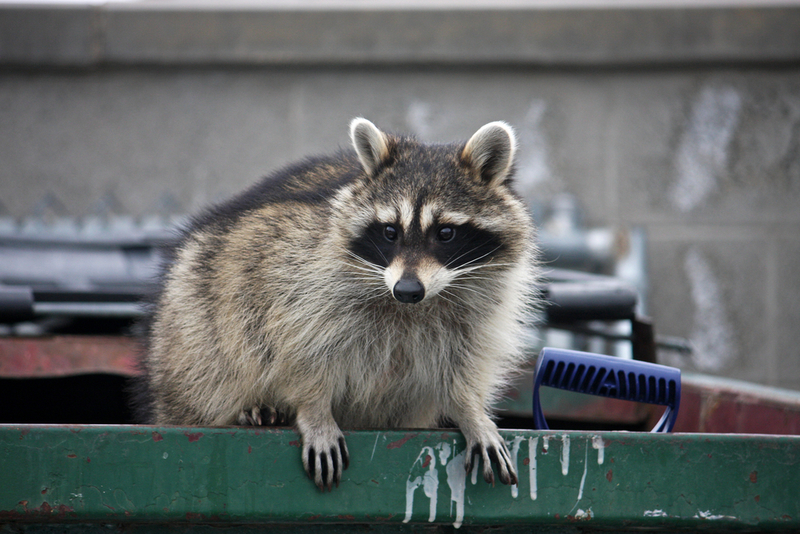 Furry Friends or Foes? | Shutterstock