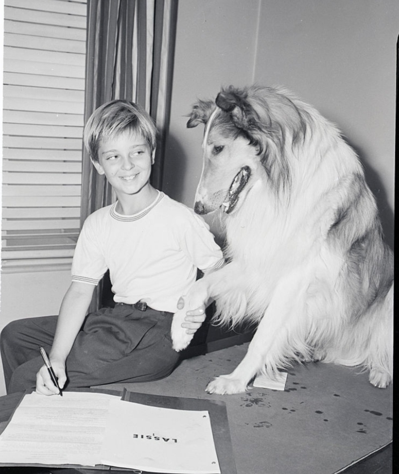 Lassie | Getty Images Photo by Bettmann