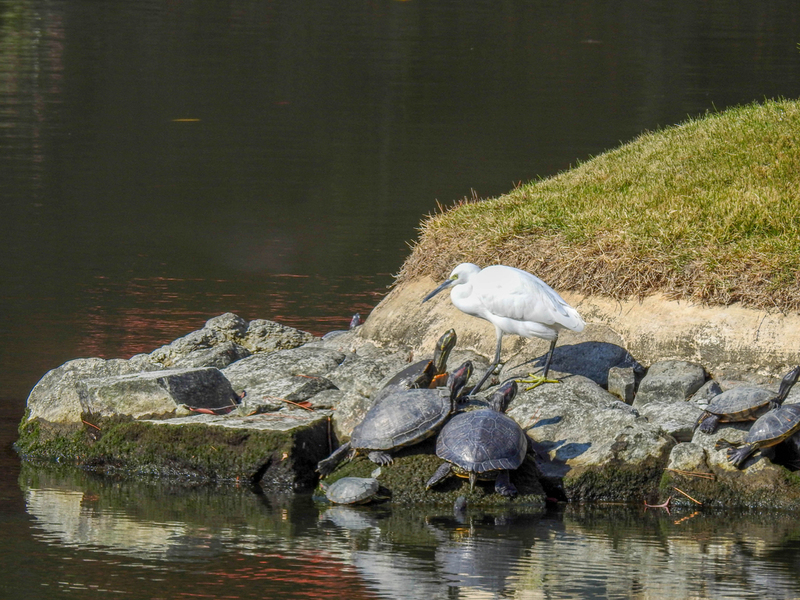 Hey! He's Not a Turtle! | Lisa Crawford/Shutterstock