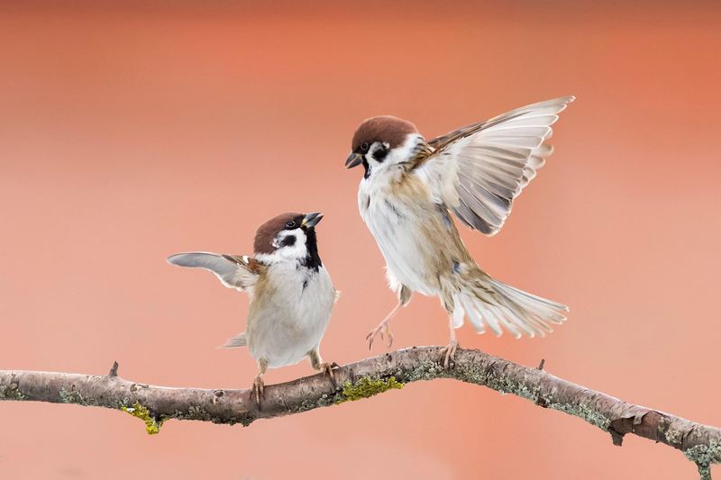 Battle to the Last Feather | Alamy Stock Photo by Наталья Владимировна