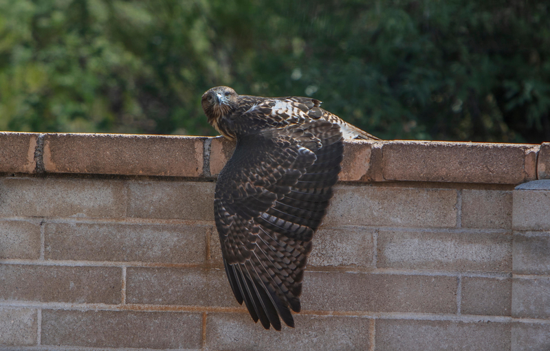 Catching Some Sun | Alamy Stock Photo by Phil Degginger