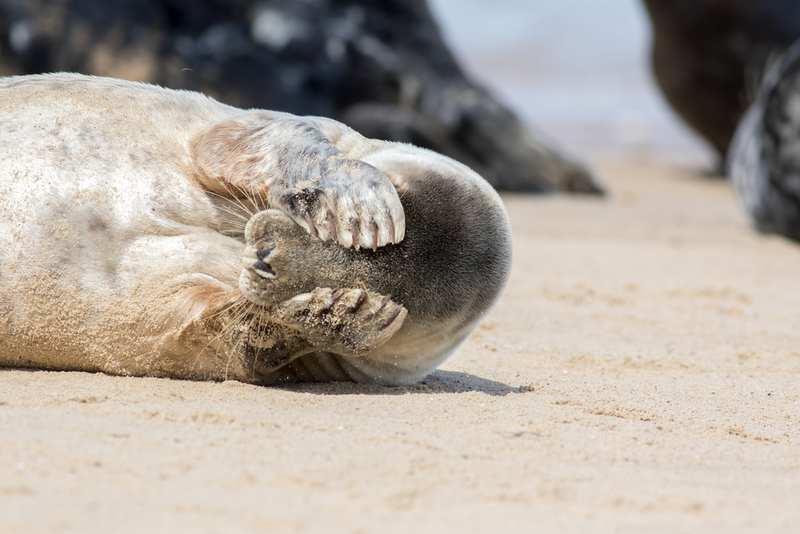 Tons of Animals Get Camera Shy | Ian Dyball/Shutterstock