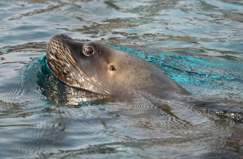 A Little Morning Swim | Flickr Photo by William Warby