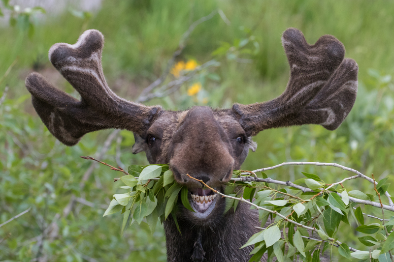 Not an Alien Creature | Getty Images Photo by SBTheGreenMan