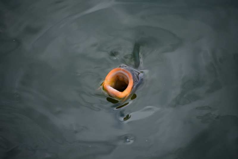 Yo, You Got Any Worms? | LUIS CANDELAS/Shutterstock